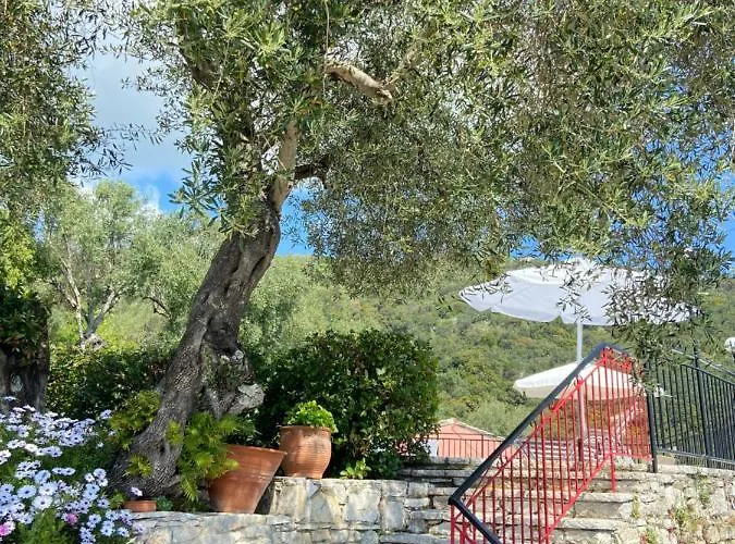 Chrysoula فيلة *