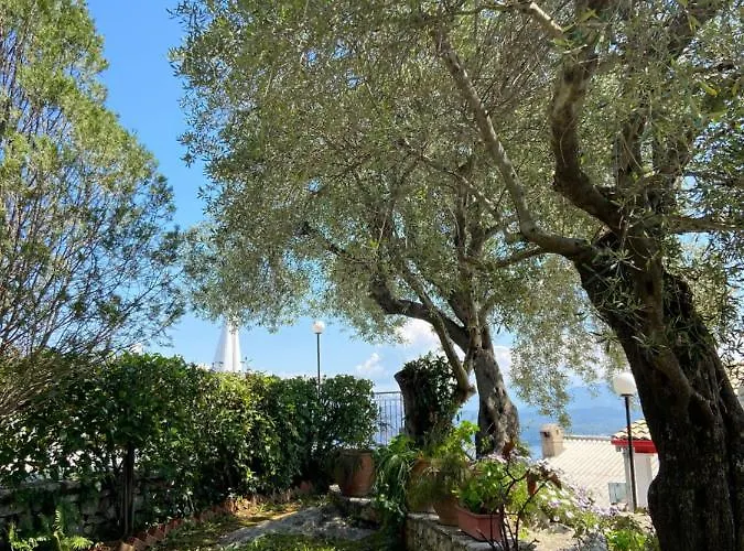 Chrysoula فيلة